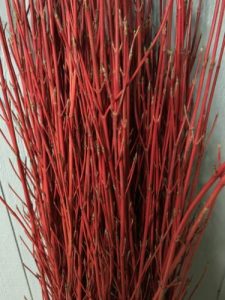 Cardinal Red Dogwood