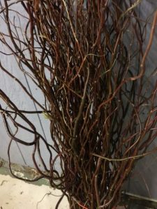 Chocolate Curly Willow