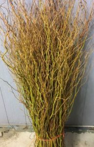 Gold Curly Willow