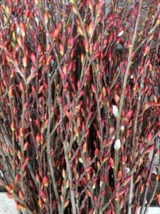 Pussy Willow