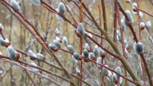 pussy willow