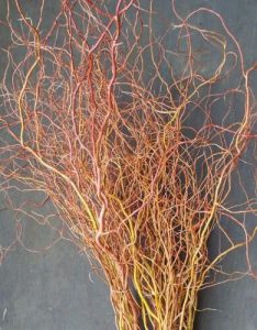 Red Curly Willow
