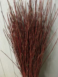 Red Dogwood
