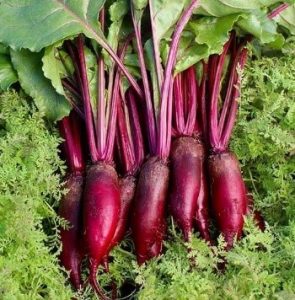 beets