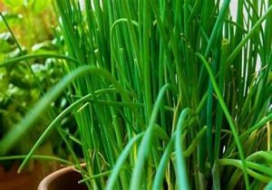 chives
