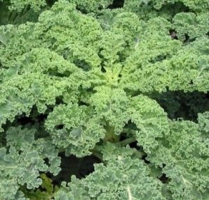 Kale