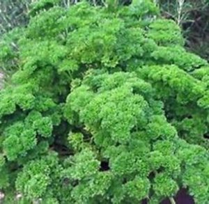 parsley