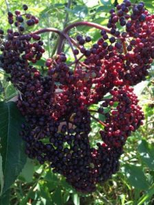 Burd-Kroft Propagation Inc photo 4