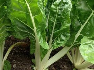 swiss chard