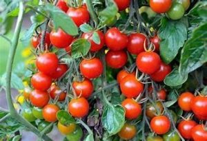cherry tomato