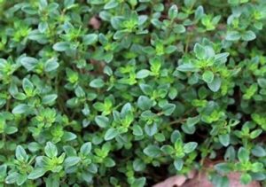 thyme