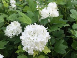 Burd-Kroft Propagation Inc photo 5